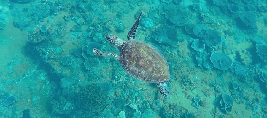 Mooloolaba: Snorkel with Turtles Mudjimba Island - Is The Mudjimba Island Snorkel Worth Booking?