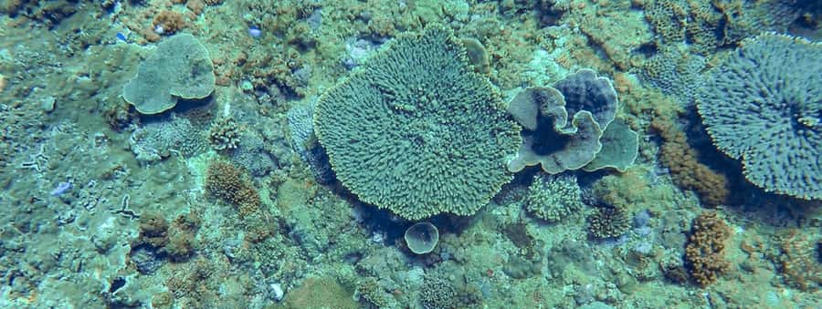 Mooloolaba: Snorkel with Turtles Mudjimba Island - FAQ