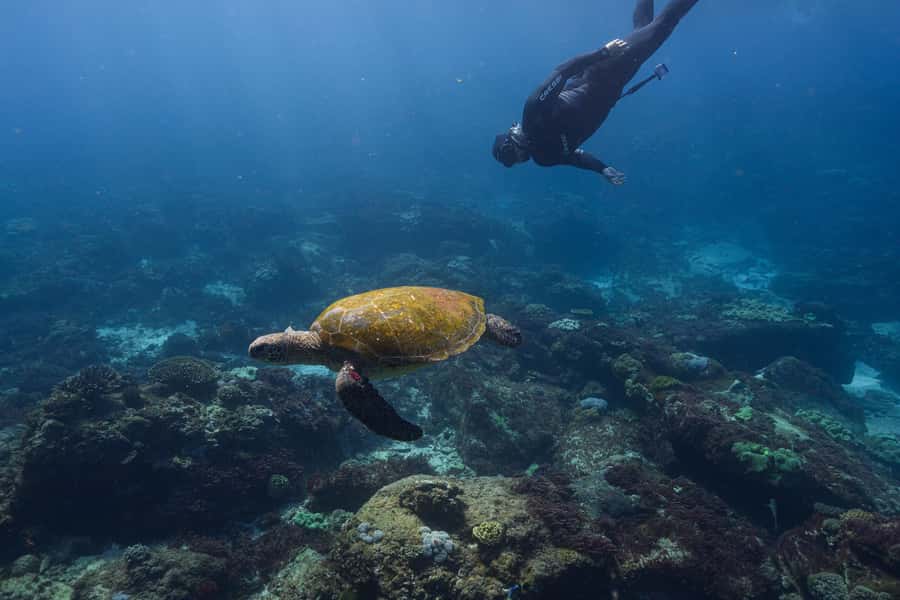Mooloolaba: Turtle Snorkel & Swim at Mudjimba Island - Key points to know before you book