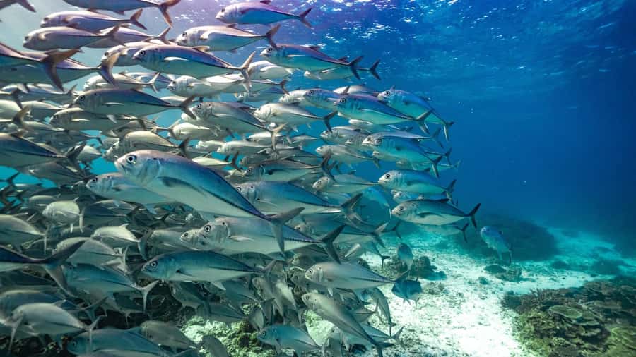Mooloolaba: Turtle Snorkel & Swim at Mudjimba Island - A quick boat ride from The Wharf Mooloolaba
