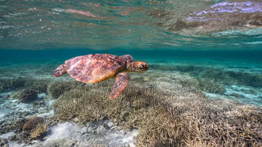 Mooloolaba: Turtle Snorkel & Swim at Mudjimba Island - What you may see beneath the surface