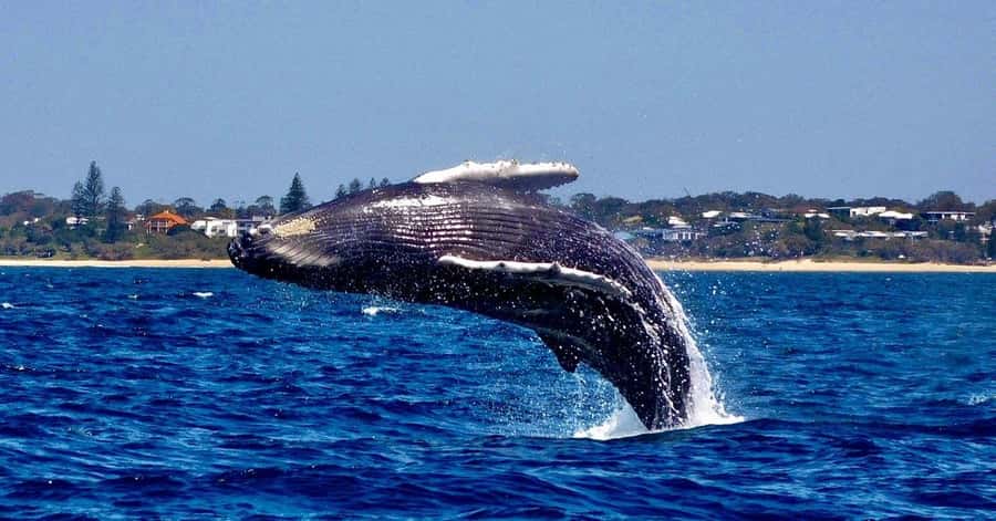 Mooloolaba: Whale Watching Cruise - Key points to know before you book