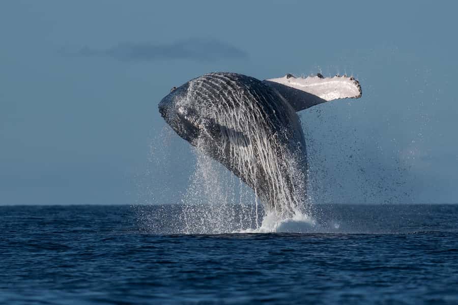 Mooloolaba: Whale Watching Cruise - Leaving Mooloolaba Wharf by high-speed raft