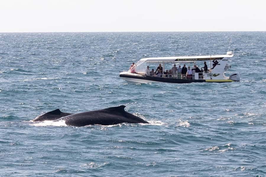 Mooloolaba: Whale Watching Cruise - Reaching the whales and learning how to watch