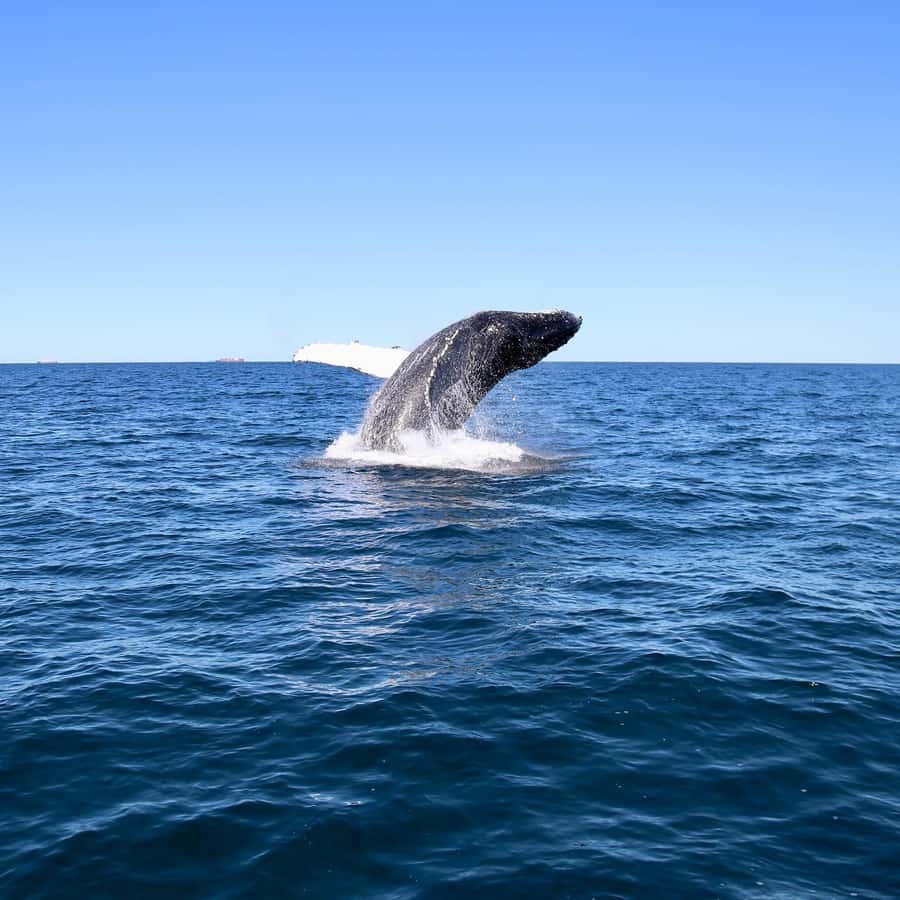 Mooloolaba: Whale Watching Cruise - Is $63 good value for two hours?