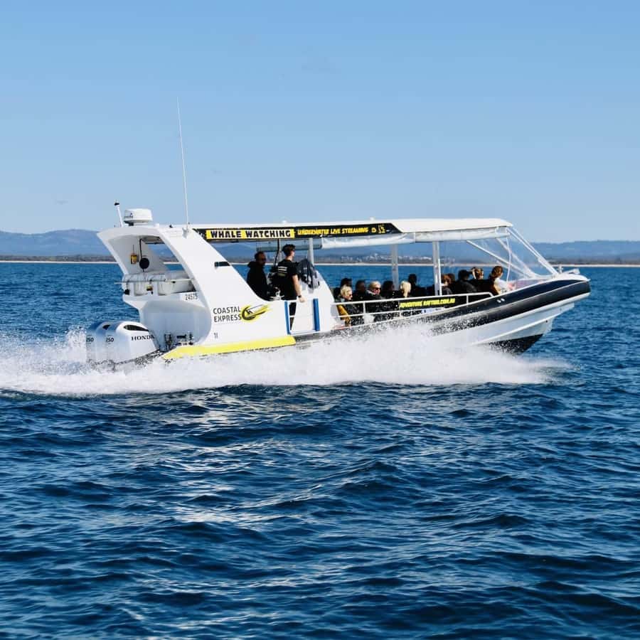 Mooloolaba: Whale Watching Cruise - Who should book this Mooloolaba cruise?