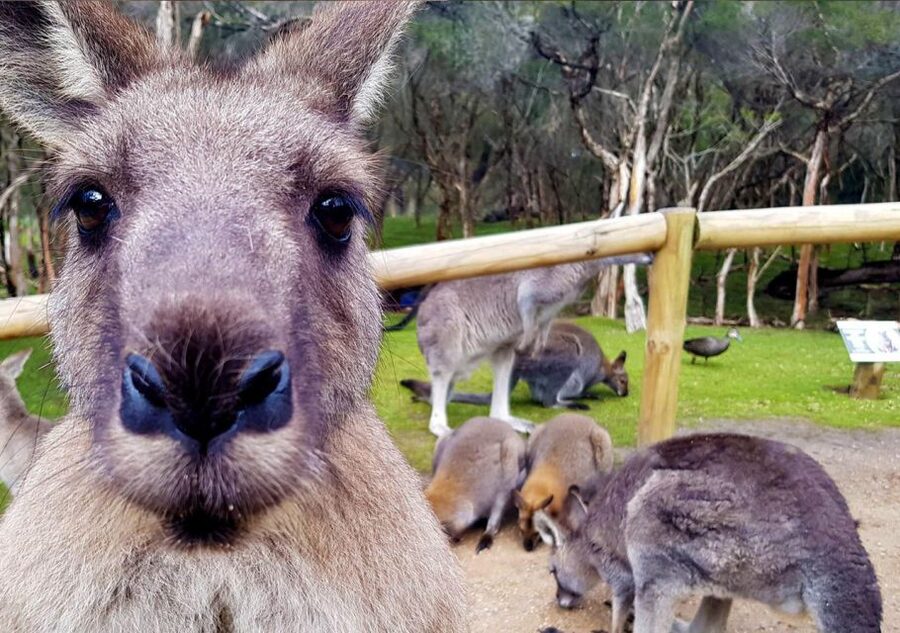Moonlit Sanctuary Conservation Park Entry Ticket - Keeper talks and the animals in action show