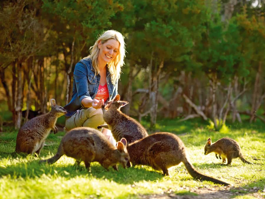 Moonlit Sanctuary Conservation Park Entry Ticket - Meeting kangaroos and wallabies up close