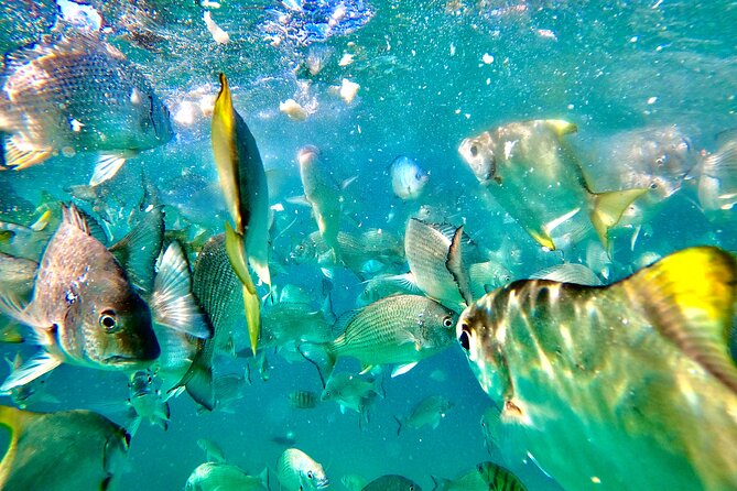 Moreton Island Day Trip (Kayak, Snorkel & Sandboard) frm Brisbane or Gold Coast - What the AU$128.39 price really covers