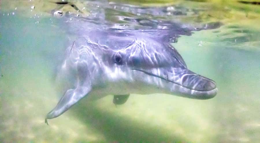 Moreton Island: Tangalooma ATV Quad Bike & Dolphin Feeding - Key points to know before booking