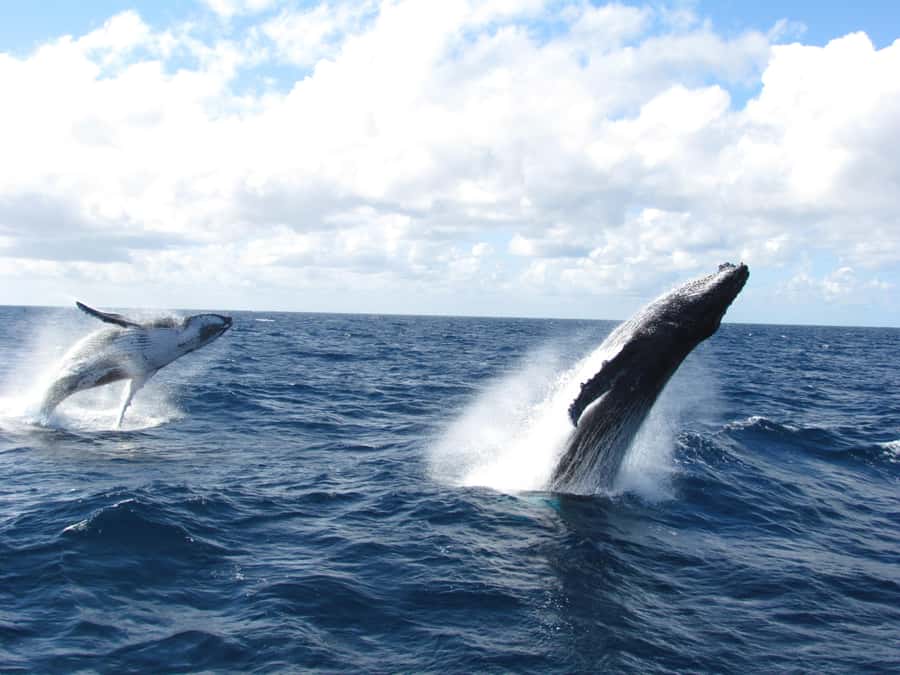 Moreton Island: Tangalooma Day Trip & Whale Watching Cruise - The 7:30 or 10:00 ferry from Brisbane