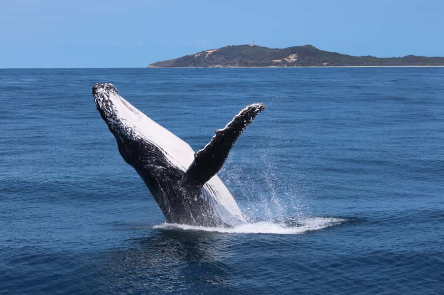 Moreton Island: Tangalooma Day Trip & Whale Watching Cruise - Three hours with humpback whales