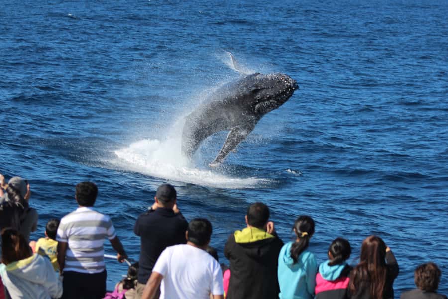 Moreton Island: Tangalooma Day Trip & Whale Watching Cruise - Calm weather or rough seas