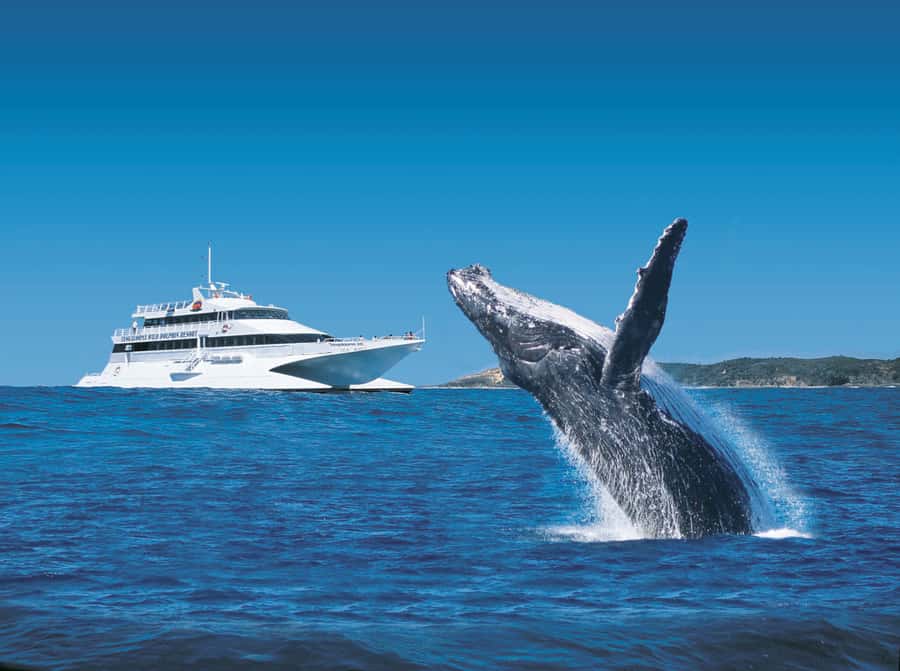 Moreton Island: Tangalooma Day Trip & Whale Watching Cruise - Arriving at Tangalooma Island Resort