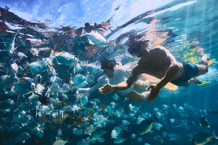 Moreton Island: Tangalooma Snorkeling Tour & Dolphin Feeding - What $172 really gets you
