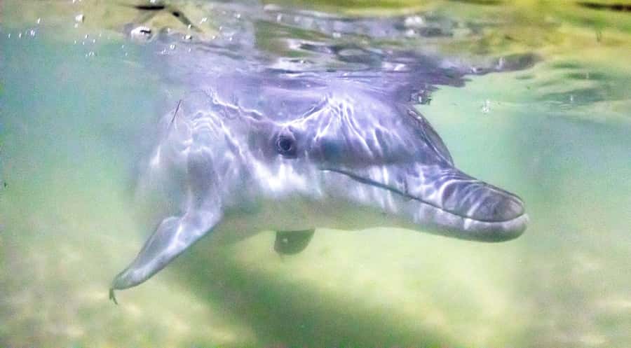 Moreton Island: Tangalooma Snorkeling Tour & Dolphin Feeding - Tangalooma Island Resort as your base