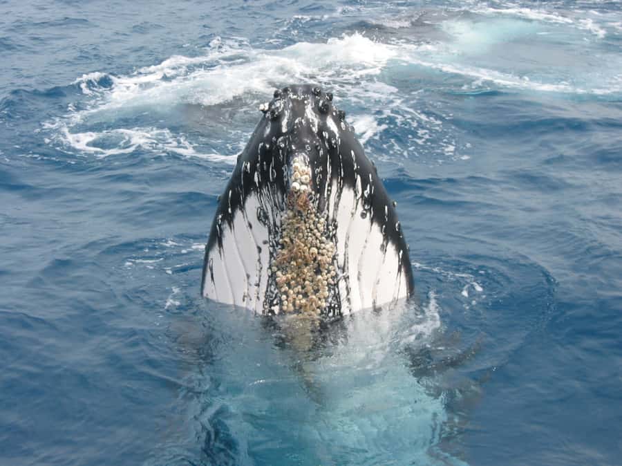 Moreton Island: Tangalooma Whale Watching & Dolphin Feeding - Key points to know before booking