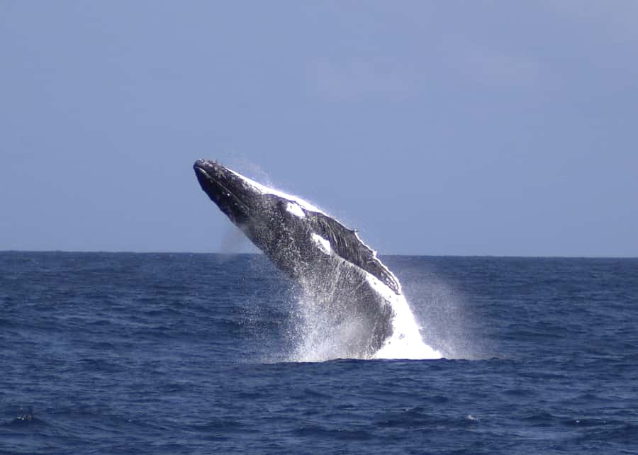 Moreton Island: Tangalooma Whale Watching & Dolphin Feeding - From Brisbane to Moreton Island in 75 minutes