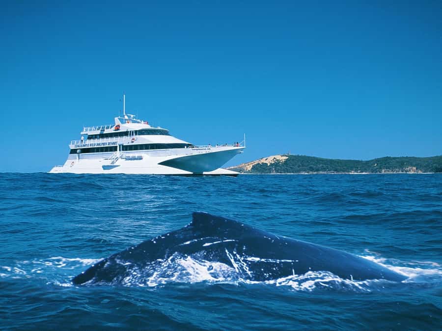 Moreton Island: Tangalooma Whale Watching & Dolphin Feeding - Three hours on the whale-watching catamaran