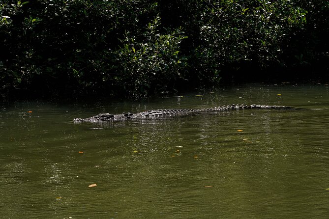 Morning Daintree Tour with River Cruise from Port Douglas - Mossman Gorge brings the strongest scenery