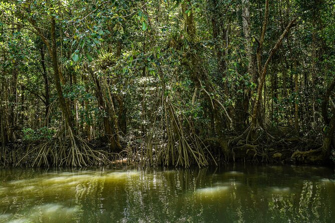 Morning Daintree Tour with River Cruise from Port Douglas - Guides shape the experience