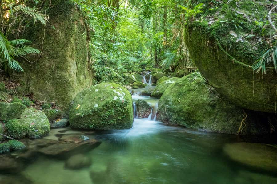 Mossman Gorge: Day Tour with River Drift Experience - Lunch in Mossman, with time to reset