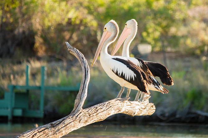 Murray River Day Trip from Adelaide Including Lunch Cruise aboard the Proud Mary - What the boat is really like