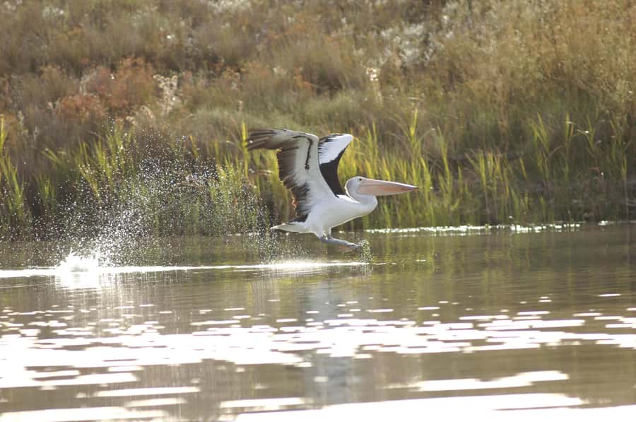Murray River Highlights and Luncheon Cruise - Lunch aboard Proud Mary