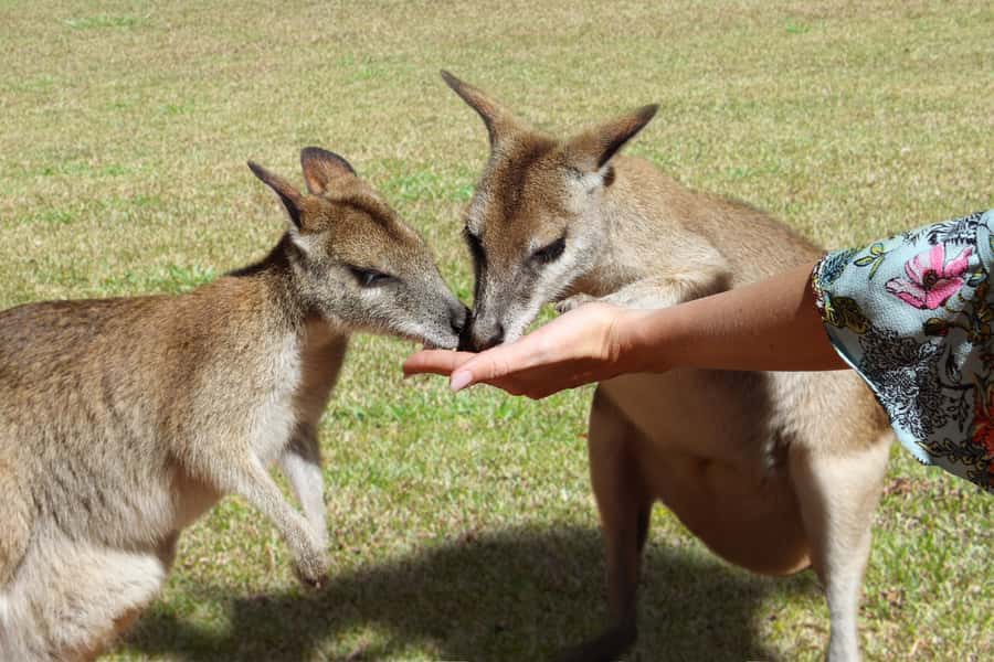 N. Queensland: Kuranda Rainforest Full-Day Tour - The Army Duck rainforest and water ride