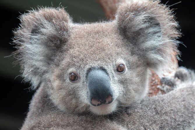Nature and Wildlife: Australia in One Day - Private Tour - Key Points Before You Book