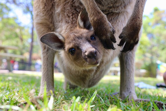 Nature and Wildlife: Australia in One Day - Private Tour - Cross the Giant Coathanger and Leave the City