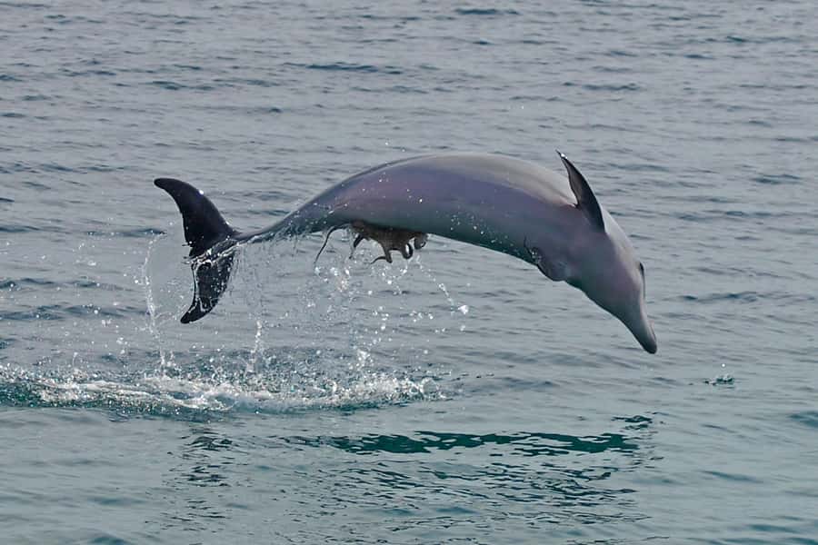 Nelson Bay: Dolphin Watch Cruise and Sail - Quick points before you book