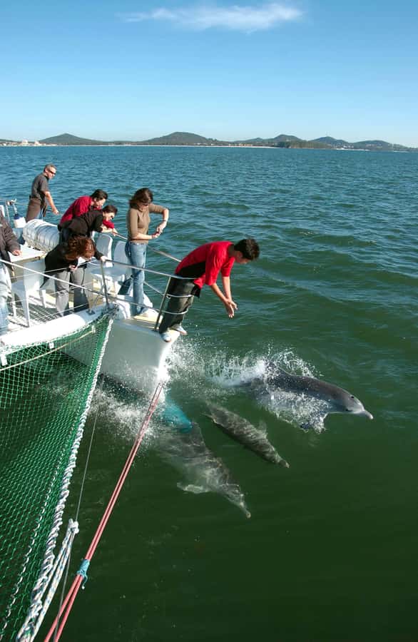 Nelson Bay: Dolphin Watch Cruise and Sail - Choosing between the bow net and boom net