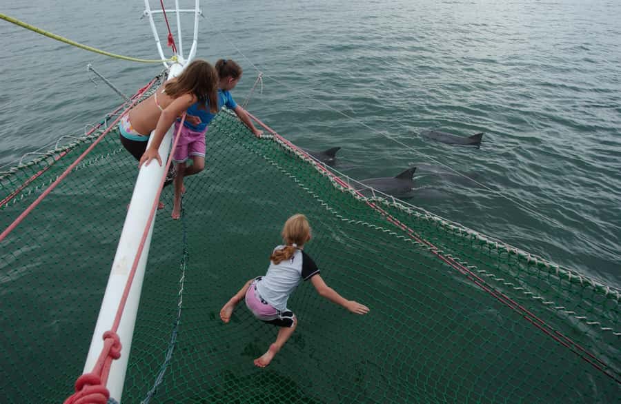 Nelson Bay: Dolphin Watch Cruise and Sail - Watching bottlenose dolphins in Nelson Bay