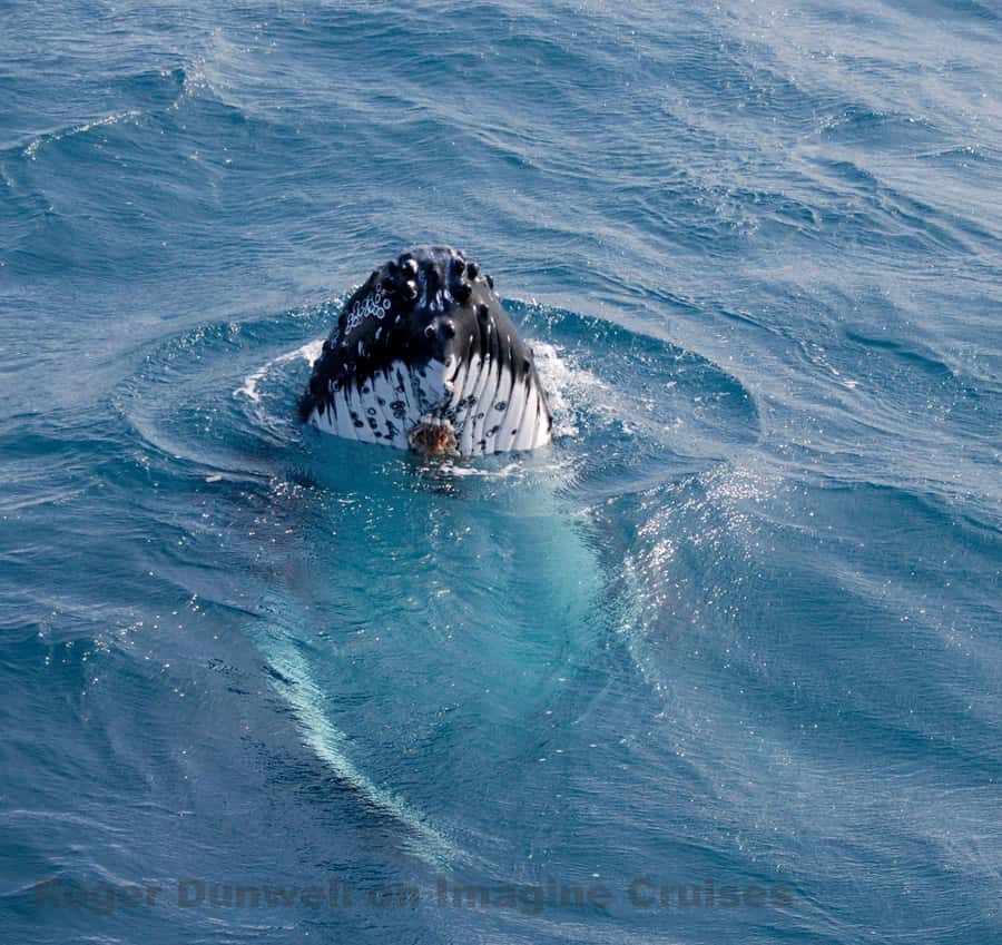Nelson Bay: Whale and Dolphin Watching Catamaran Cruise - Key things to know before boarding