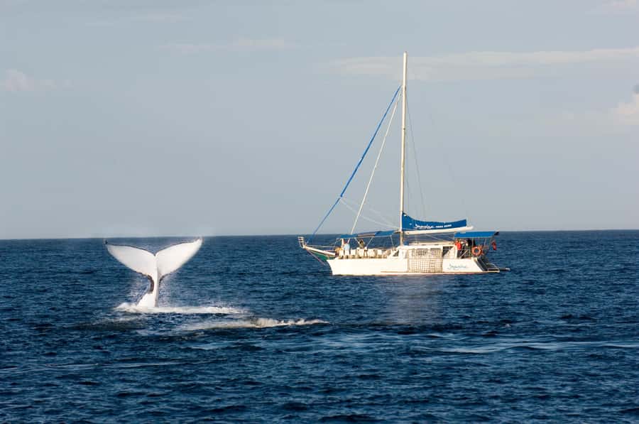 Nelson Bay: Whale and Dolphin Watching Catamaran Cruise - Setting out from d’Albora Marina in Nelson Bay