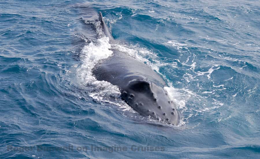 Nelson Bay: Whale and Dolphin Watching Catamaran Cruise - Why the catamaran makes a difference