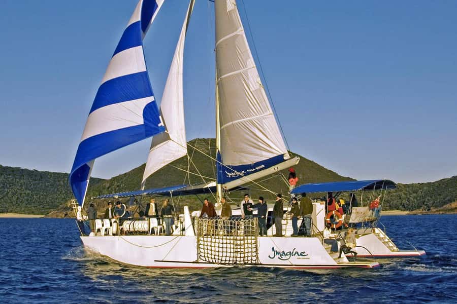 Nelson Bay: Whale and Dolphin Watching Catamaran Cruise - Weather, timing, and the practical trade-offs