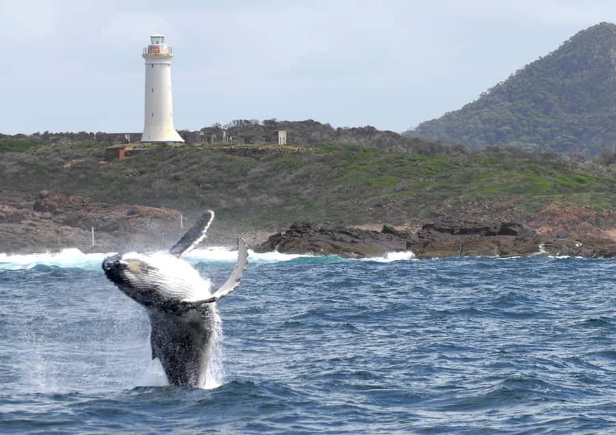 Nelson Bay: Whale and Dolphin Watching Catamaran Cruise - Booking advice and final verdict