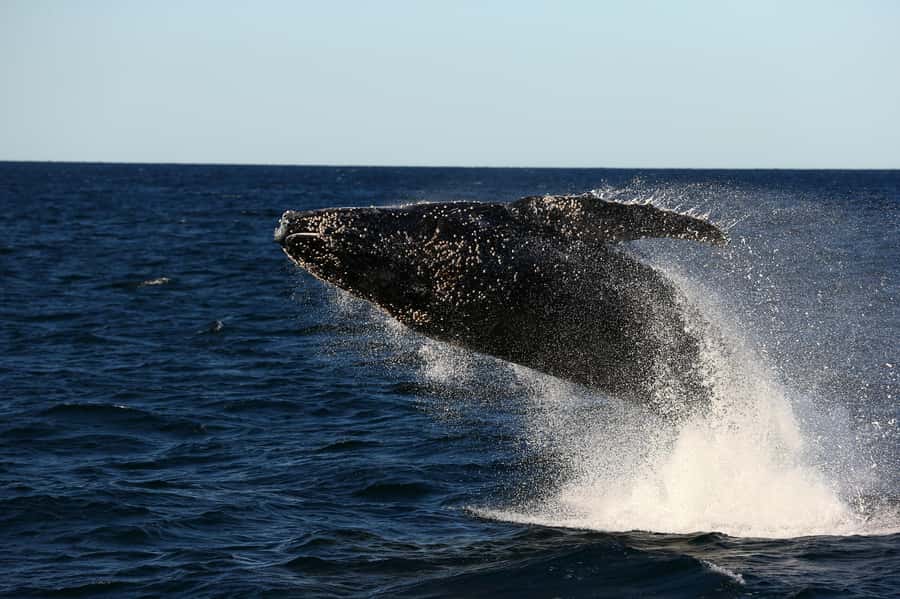 Nelson Bay: Whale and Dolphin Watching Catamaran Cruise - Three hours in search of migrating humpbacks