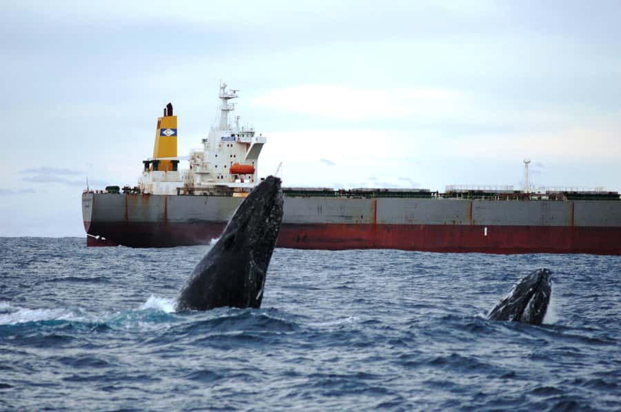 Newcastle: Humpback Whale Watching Cruise and Harbor Tour - Key points to know before booking