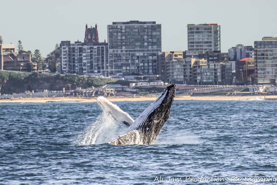 Newcastle: Humpback Whale Watching Cruise and Harbor Tour - Why Newcastle is a good place for whale watching