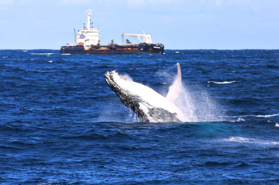 Newcastle: Humpback Whale Watching Cruise and Harbor Tour - The outer beach tour and coastal views