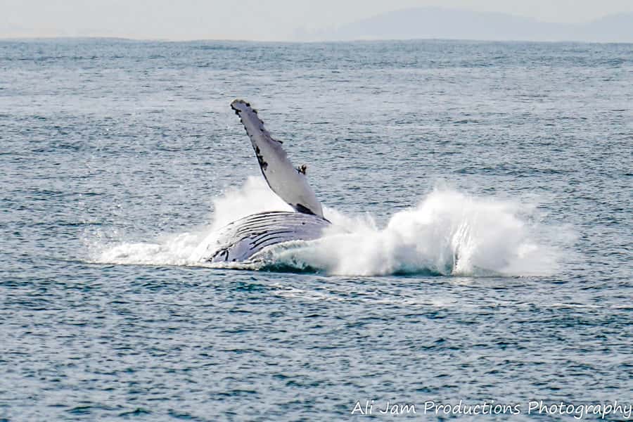 Newcastle: Humpback Whale Watching Cruise and Harbor Tour - Searching for humpback whales