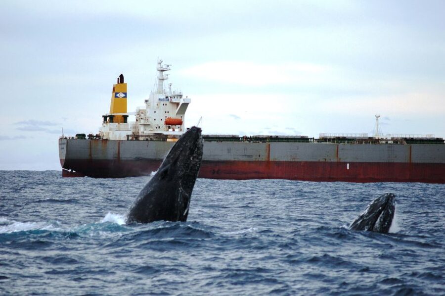 Newcastle: Humpback Whale Watching Cruise and Harbor Tour - Who should book this cruise?