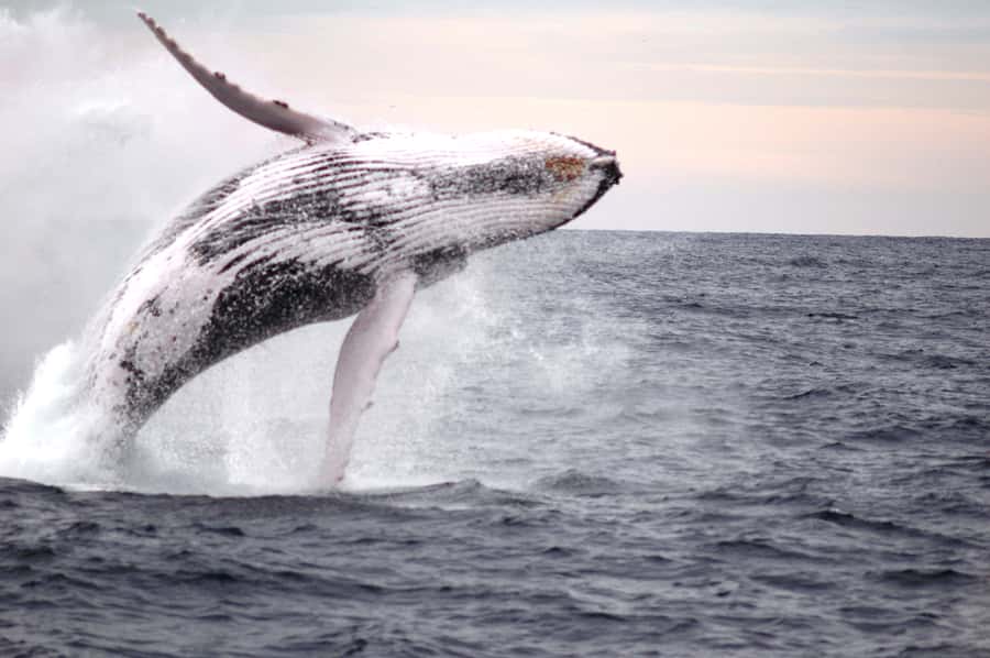 Newcastle: Humpback Whale Watching Cruise and Harbor Tour - Should you book the Newcastle whale cruise?