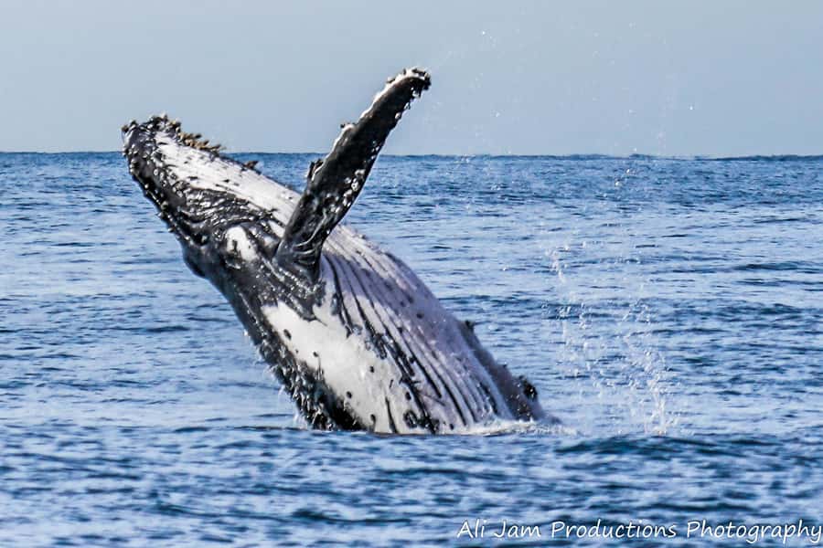 Newcastle: Humpback Whale Watching Cruise and Harbor Tour - From the jetty to the open coast