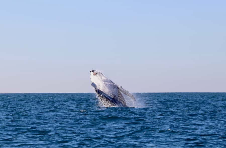 Newcastle: Small Group Humpback Whale Encounter Tour - Key points at a glance