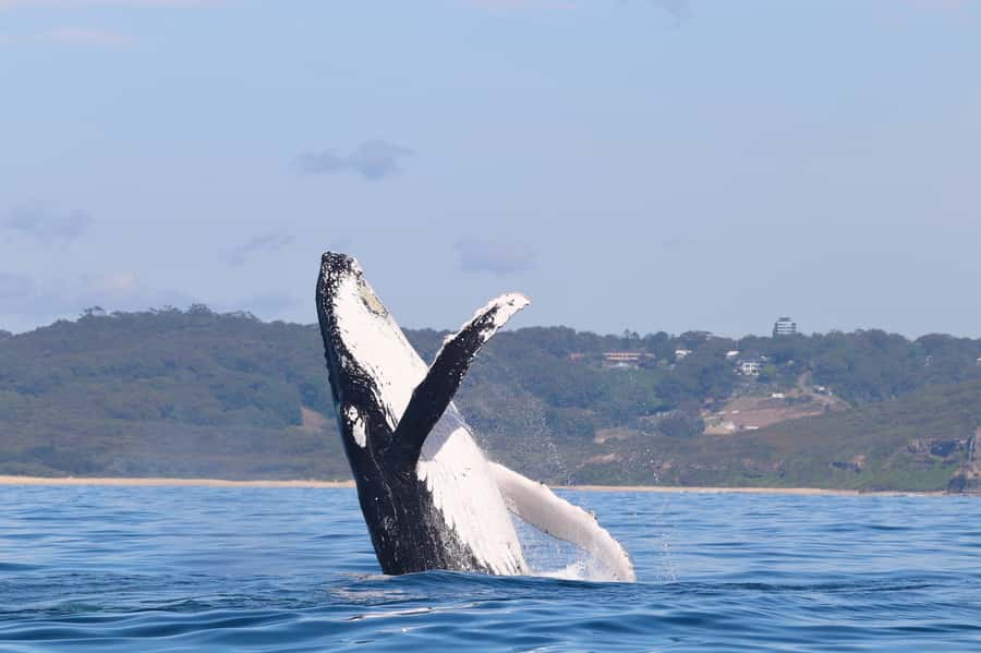 Newcastle: Small Group Humpback Whale Encounter Tour - Setting out from Newcastle Harbour