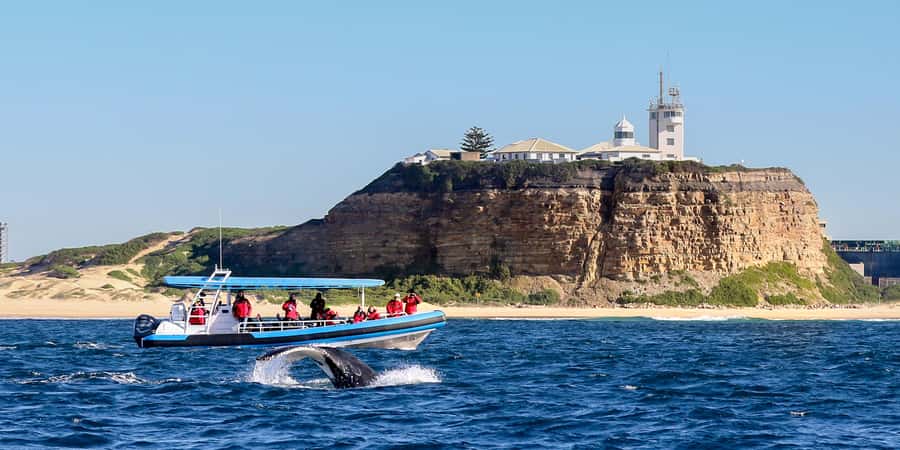 Newcastle: Small Group Humpback Whale Encounter Tour - The search for humpback whales